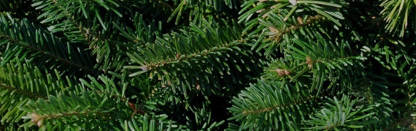 Fraser Fir Needles