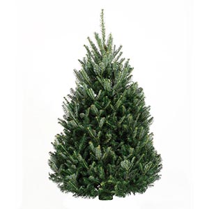 Fraser Fir